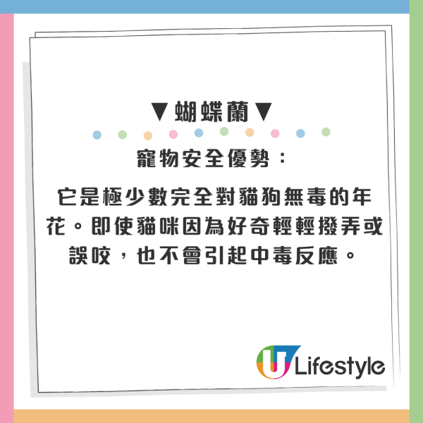 百合/水仙全屋都係毒？動物機構推介2款「年花」靚又無毒！附貓狗誤食急救方法