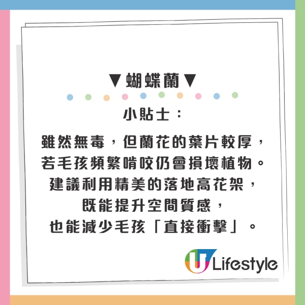 百合/水仙全屋都係毒？動物機構推介2款「年花」靚又無毒！附貓狗誤食急救方法