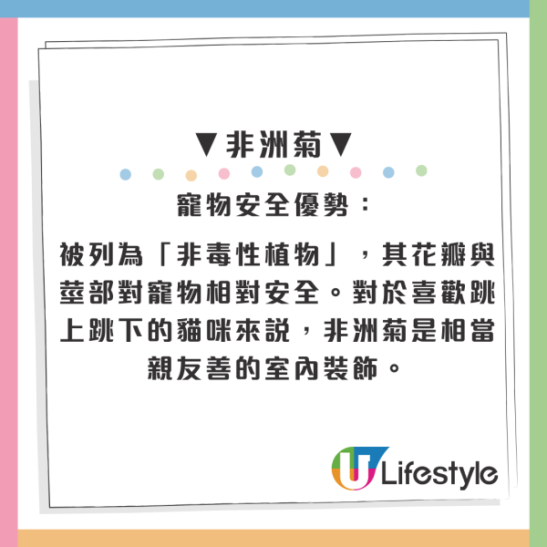 百合/水仙全屋都係毒？動物機構推介2款「年花」靚又無毒！附貓狗誤食急救方法