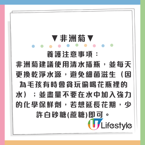 百合/水仙全屋都係毒？動物機構推介2款「年花」靚又無毒！附貓狗誤食急救方法