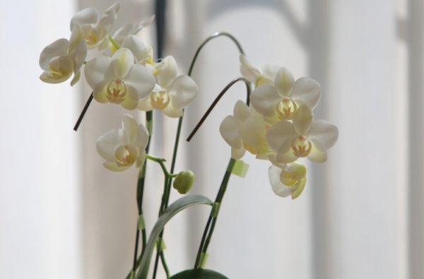 百合/水仙全屋都係毒？動物機構推介2款「年花」靚又無毒！附貓狗誤食急救方法