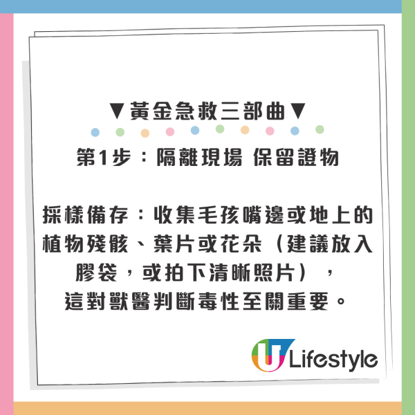 百合/水仙全屋都係毒？動物機構推介2款「年花」靚又無毒！附貓狗誤食急救方法