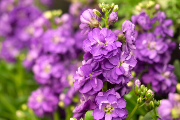 2026維園花展3月回歸！$14入場睇夢幻紫羅蘭花海 3類人士平日免費