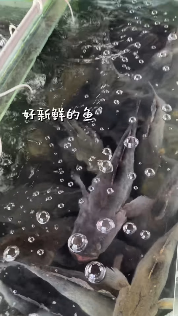 前港姐冠軍秘戀富二代外遊洩蜜好事近？男友視角照片曝光惹「上岸」猜測 