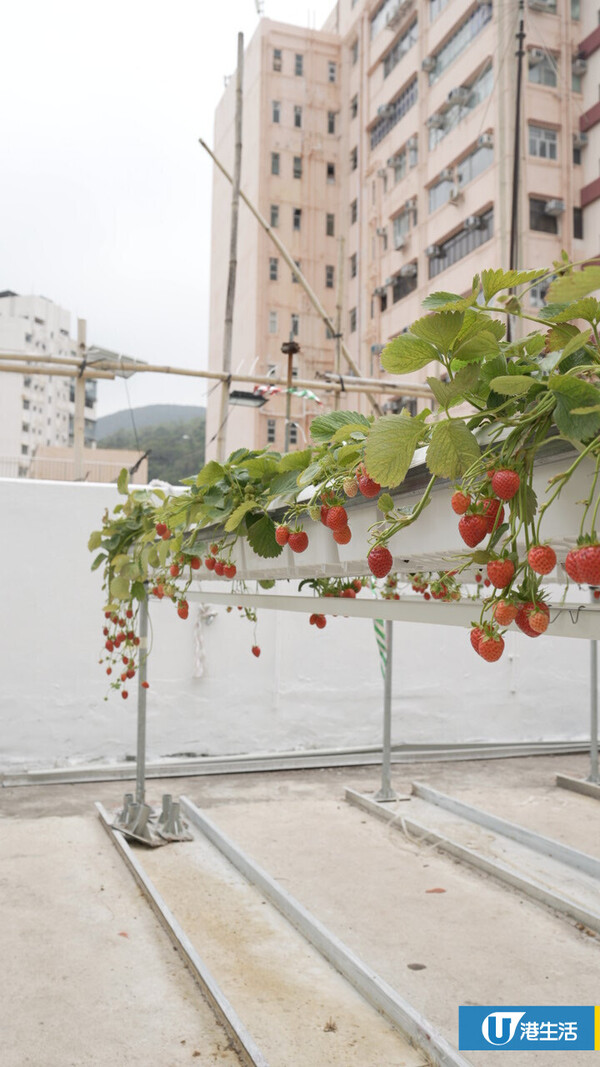 90後拍檔創業做農夫？豪擲6位數由零自學  創全港首個天台士多啤梨場