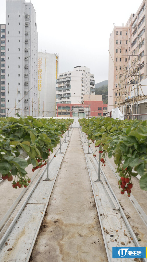 90後拍檔創業做農夫？豪擲6位數由零自學  創全港首個天台士多啤梨場