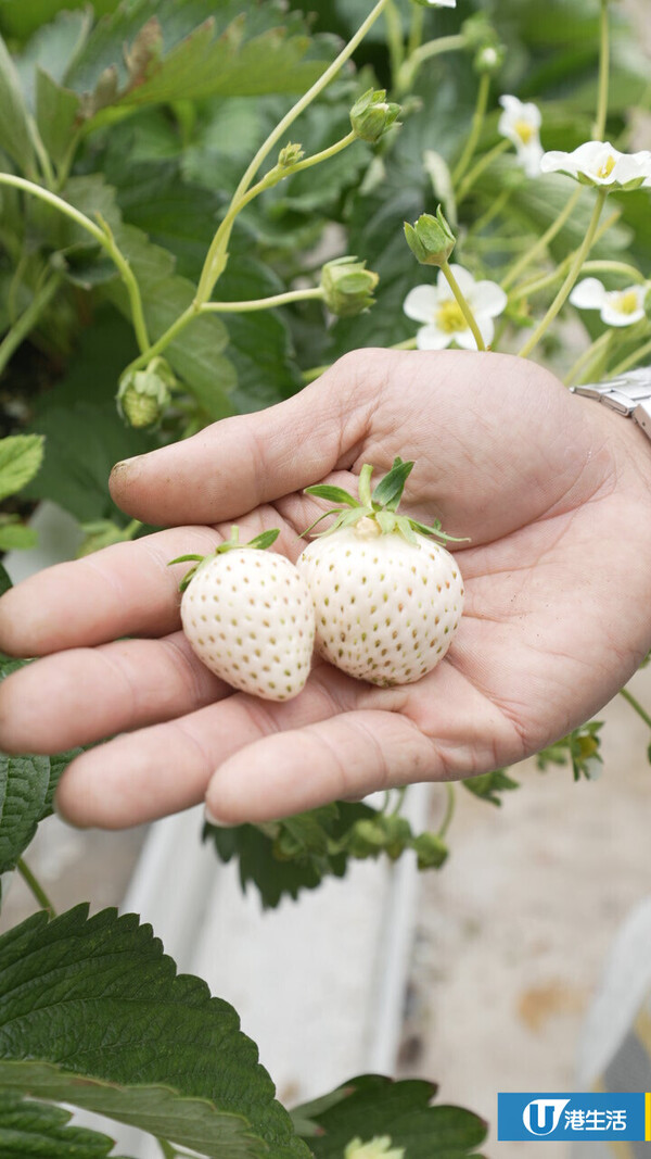 90後拍檔創業做農夫？豪擲6位數由零自學  創全港首個天台士多啤梨場