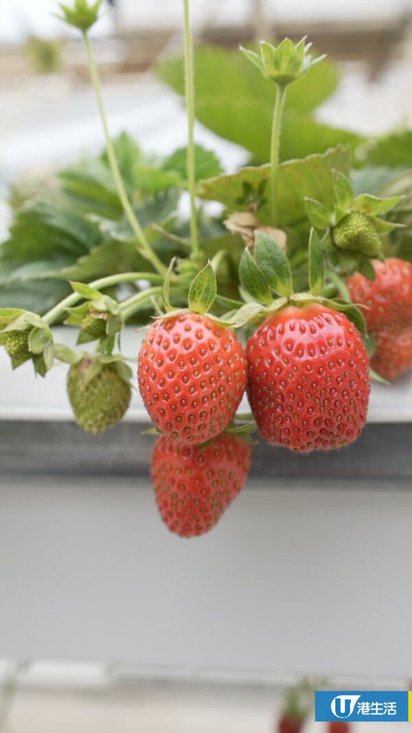 90後拍檔創業做農夫？豪擲6位數由零自學  創全港首個天台士多啤梨場