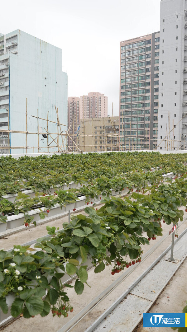 90後拍檔創業做農夫？豪擲6位數由零自學  創全港首個天台士多啤梨場