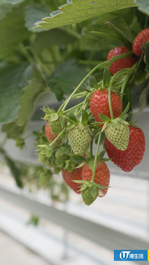 90後拍檔創業做農夫？豪擲6位數由零自學  創全港首個天台士多啤梨場