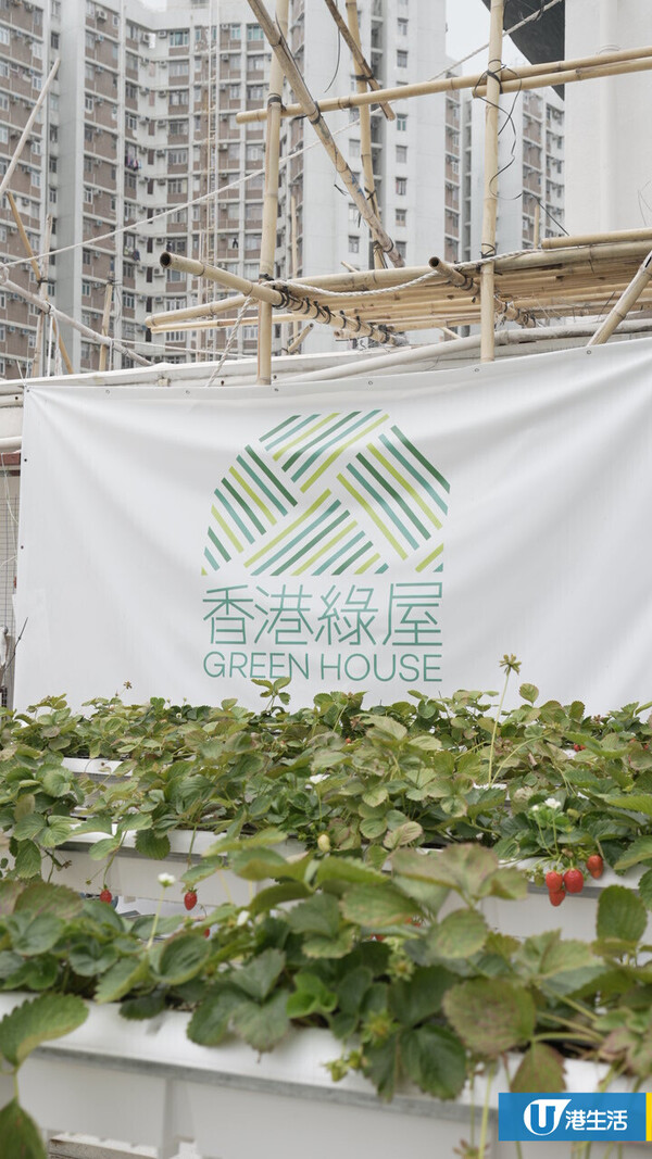 90後拍檔創業做農夫？豪擲6位數由零自學  創全港首個天台士多啤梨場