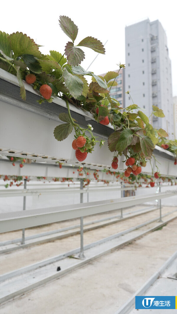 90後拍檔創業做農夫？豪擲6位數由零自學  創全港首個天台士多啤梨場