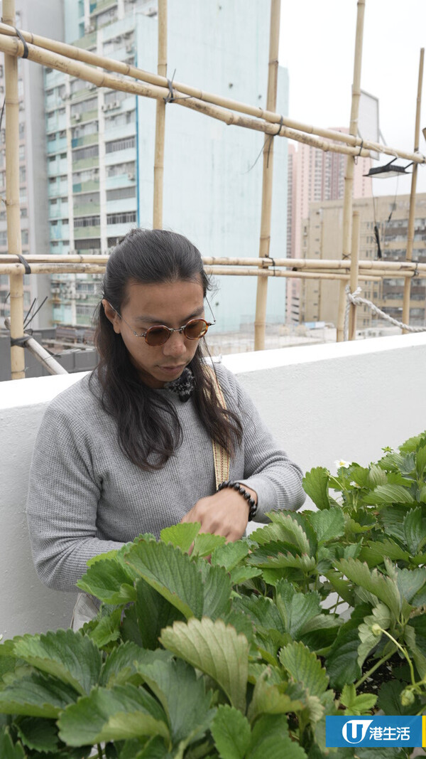 90後拍檔創業做農夫？豪擲6位數由零自學  創全港首個天台士多啤梨場