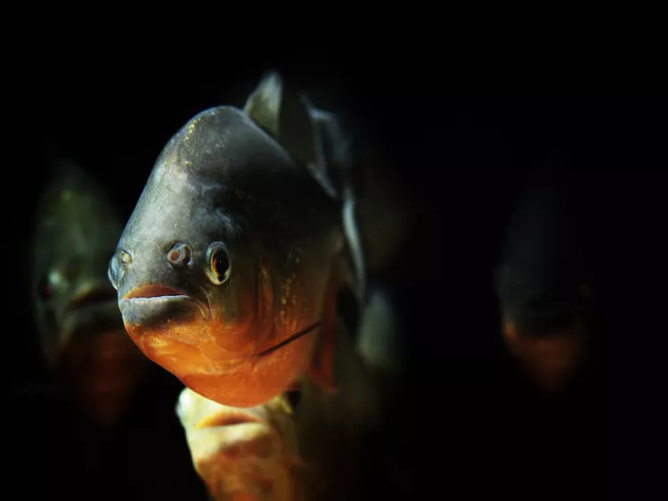 圖片來源:Treehugger 圖片來源:Treehugger