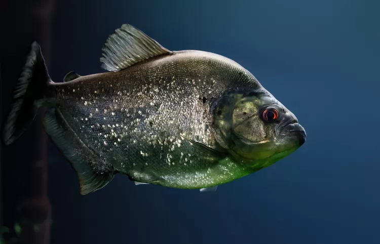 圖片來源:Treehugger 圖片來源:Treehugger