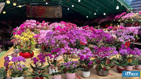 維園年宵2026｜維多利亞公園年宵市場2.11開鑼！必逛400個攤檔掃馬年精品/熟食（附交通/平面圖）