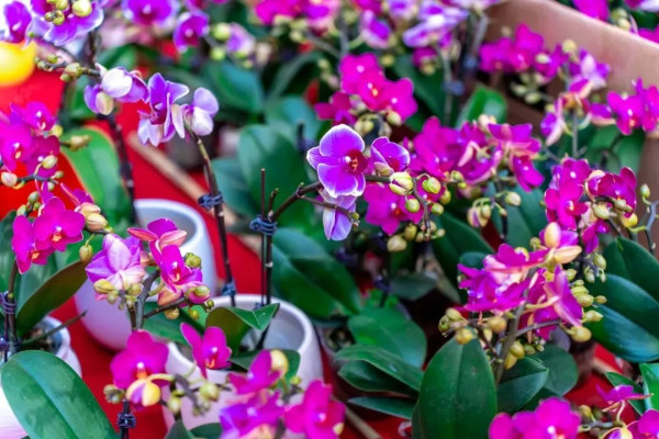 【深圳花市2026交通】羅湖福田免費接駁巴 直達6大年宵免迫地鐵附巴士線上車點 