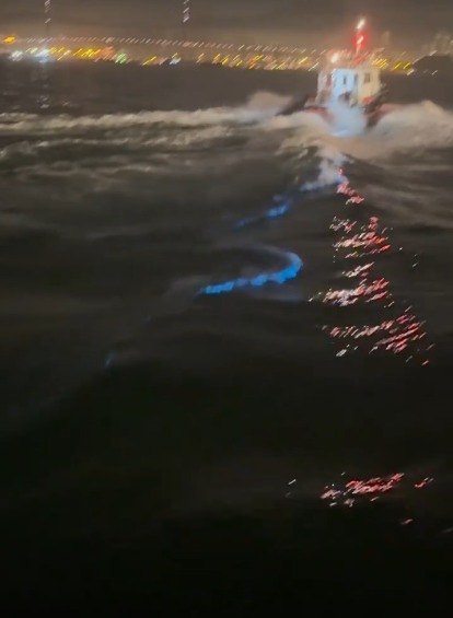 香港藍眼淚大爆發！數碼港至中環現「超亮」螢光海 美麗背後藏危險訊號？