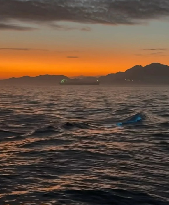 香港藍眼淚大爆發！數碼港至中環現「超亮」螢光海 美麗背後藏危險訊號？