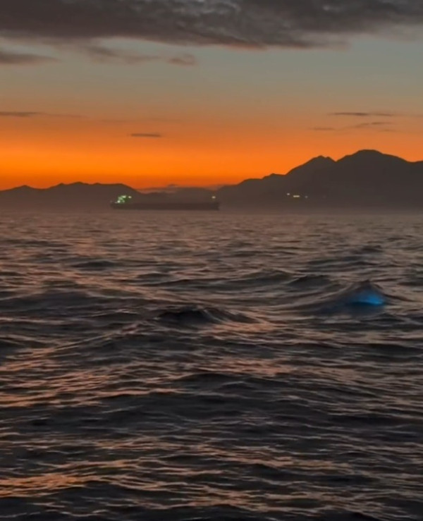 香港藍眼淚大爆發！數碼港至中環現「超亮」螢光海 美麗背後藏危險訊號？