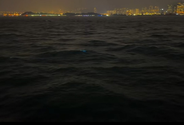 香港藍眼淚大爆發！數碼港至中環現「超亮」螢光海 美麗背後藏危險訊號？