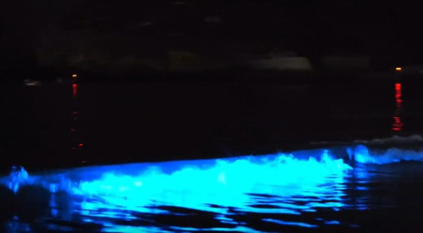 香港藍眼淚大爆發！數碼港至中環現「超亮」螢光海 美麗背後藏危險訊號？