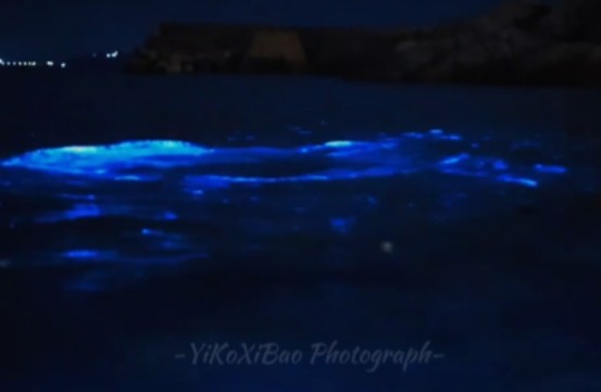 香港藍眼淚大爆發！數碼港至中環現「超亮」螢光海 美麗背後藏危險訊號？