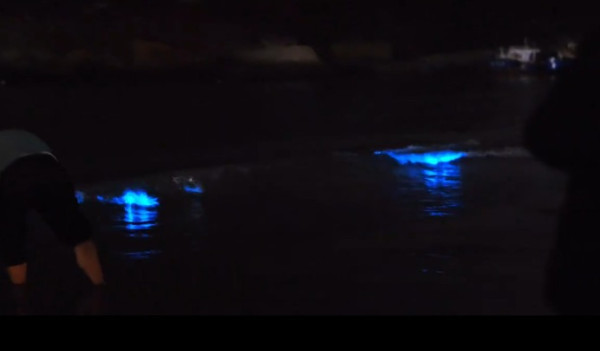 香港藍眼淚大爆發！數碼港至中環現「超亮」螢光海 美麗背後藏危險訊號？