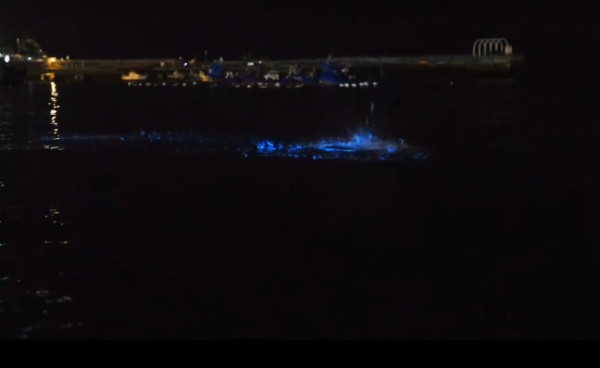 香港藍眼淚大爆發！數碼港至中環現「超亮」螢光海 美麗背後藏危險訊號？