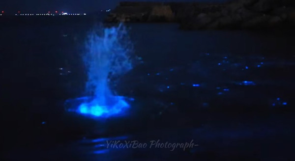 香港藍眼淚大爆發！數碼港至中環現「超亮」螢光海 美麗背後藏危險訊號？