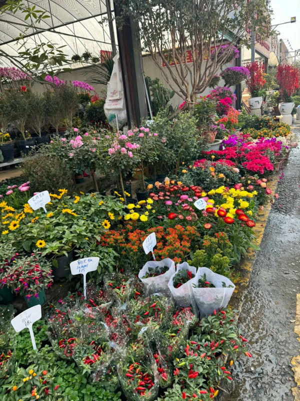 圖片：小紅書@Anney-Baby