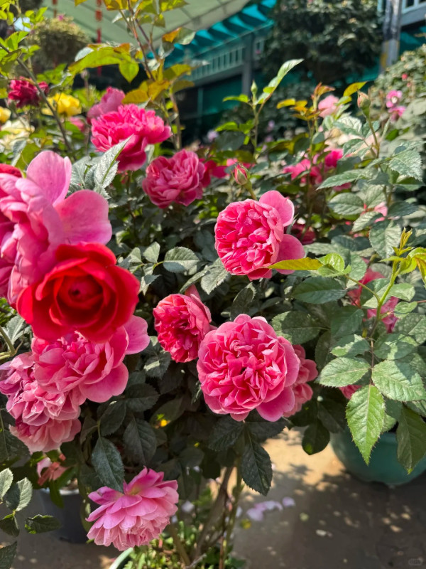 圖片：小紅書@Anney-Baby