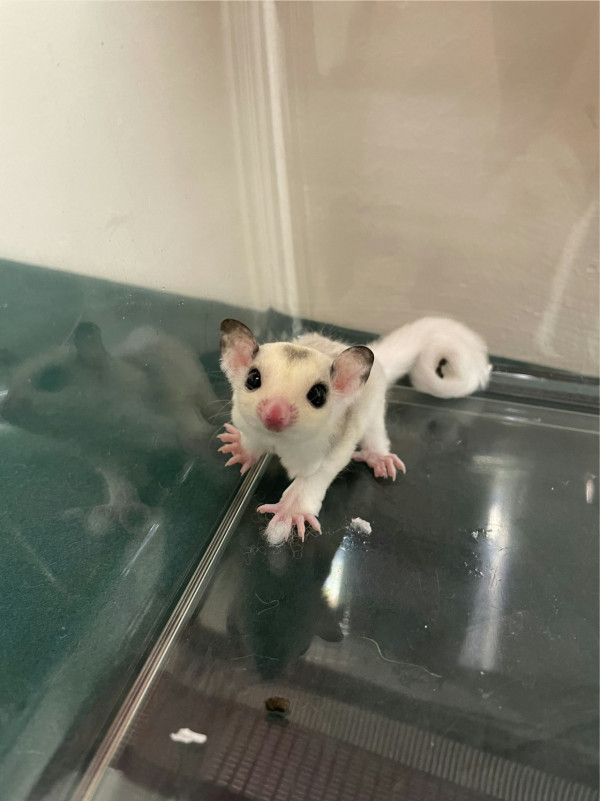 圖片來源：海關