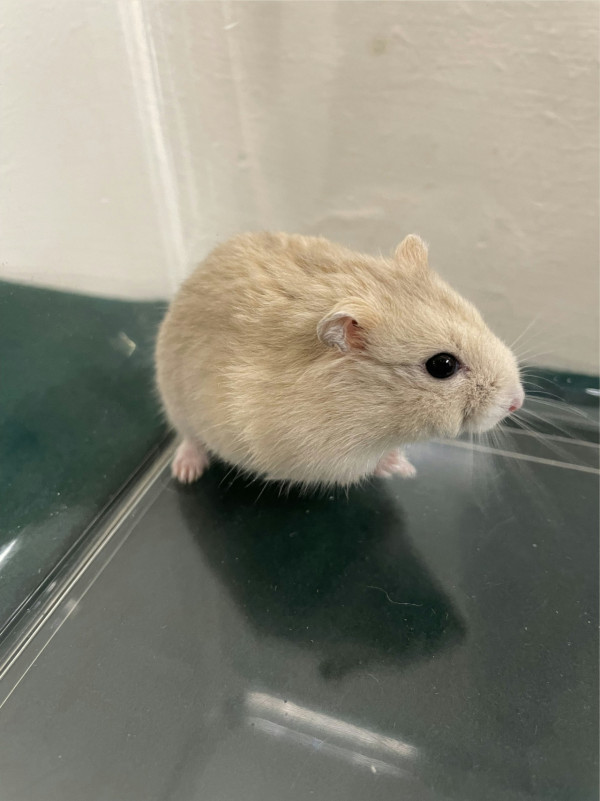 圖片來源：海關