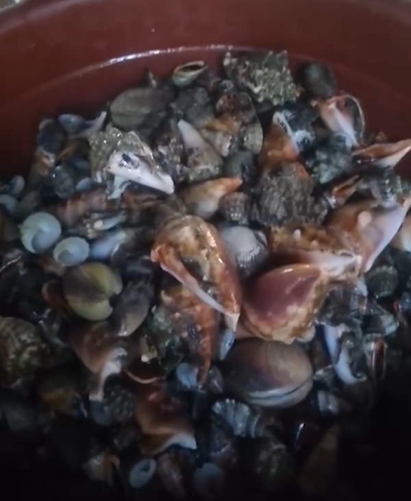 圖片來源：new york post