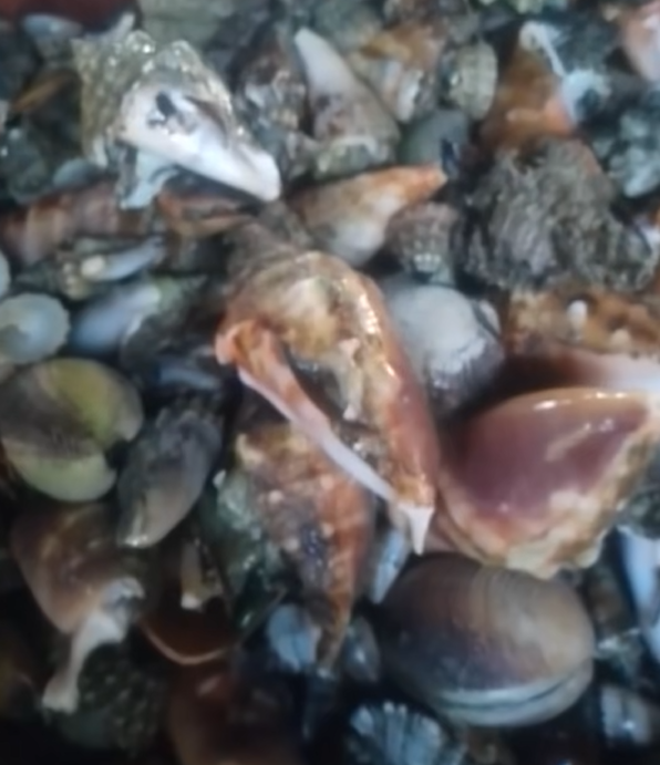 圖片來源：new york post