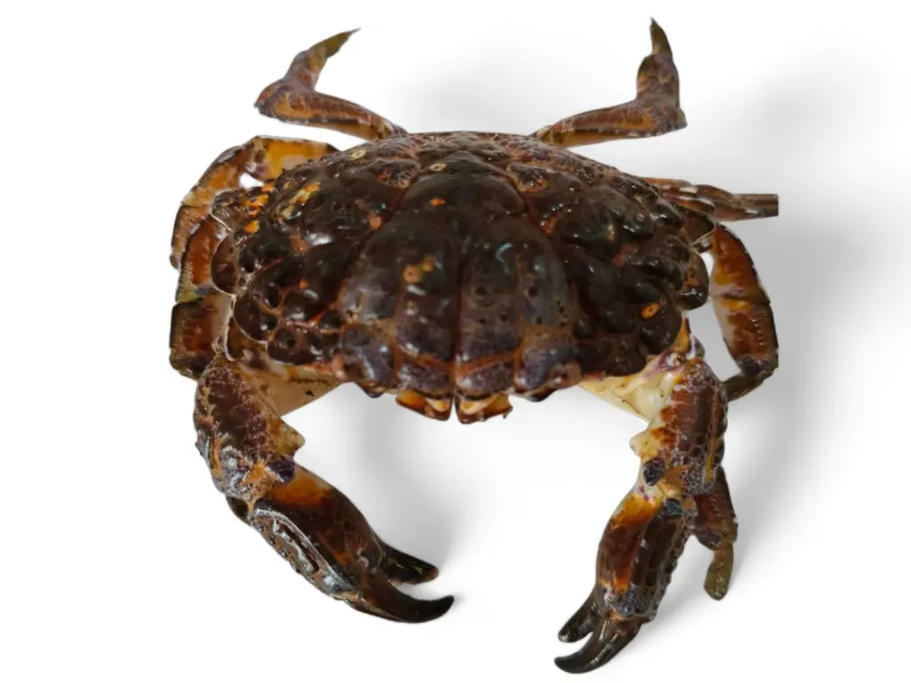 圖片來源：new york post