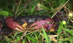 圖片來源：臺灣生命大百科