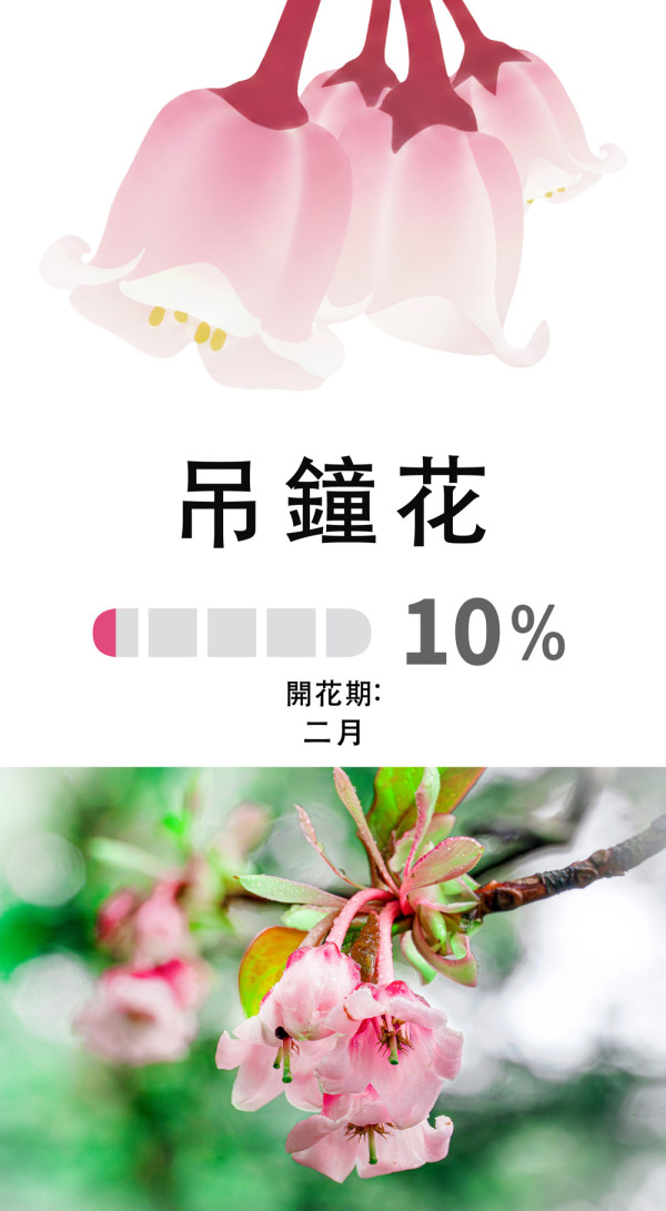 嘉道理農場4大花海盛放！鐘花櫻桃、梅花、吊鐘花點分辨？ 附2月開放日期+交通方法