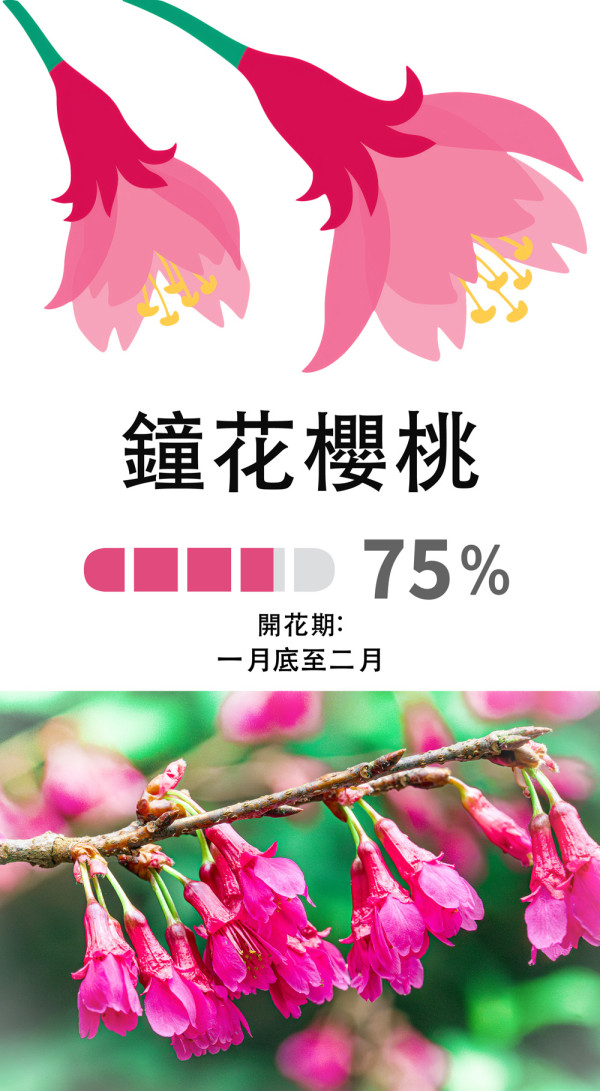 嘉道理農場4大花海盛放！鐘花櫻桃、梅花、吊鐘花點分辨？ 附2月開放日期+交通方法