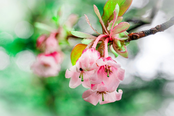 嘉道理農場4大花海盛放！鐘花櫻桃、梅花、吊鐘花點分辨？ 附2月開放日期+交通方法