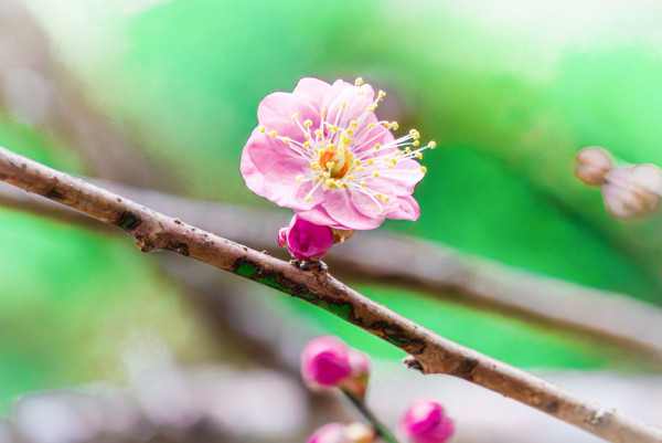嘉道理農場4大花海盛放！鐘花櫻桃、梅花、吊鐘花點分辨？ 附2月開放日期+交通方法