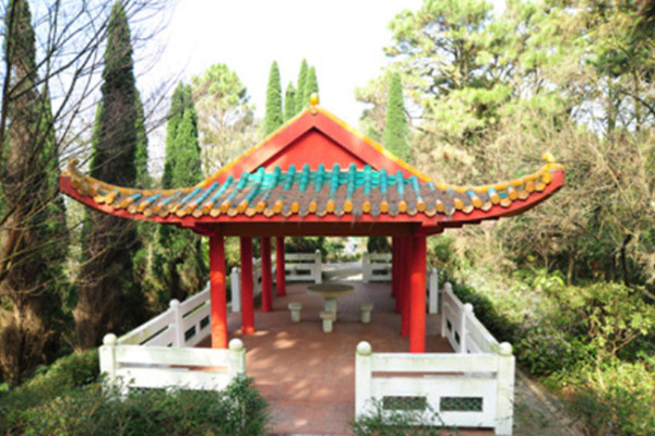 香港賞花2026|全港15大絕美花海懶人包!櫻花/風鈴木提早爆發 附隱世秘境交通