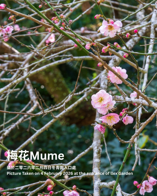 香港賞花2026|全港15大絕美花海懶人包!櫻花/風鈴木提早爆發 附隱世秘境交通