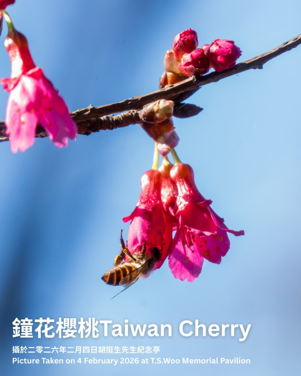 嘉道理農場4大花海盛放！鐘花櫻桃、梅花、吊鐘花點分辨？ 附2月開放日期+交通方法