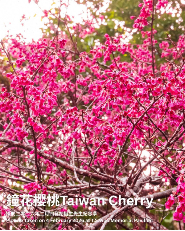 嘉道理農場4大花海盛放！鐘花櫻桃、梅花、吊鐘花點分辨？ 附2月開放日期+交通方法