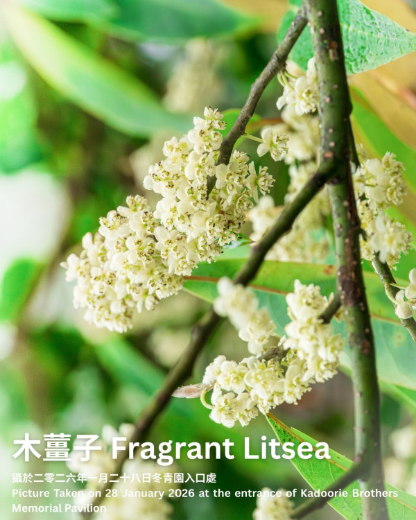 嘉道理農場4大花海盛放！鐘花櫻桃、梅花、吊鐘花點分辨？ 附2月開放日期+交通方法