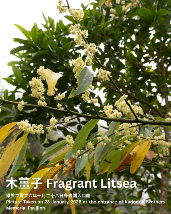 香港賞花2026|全港15大絕美花海懶人包!櫻花/風鈴木提早爆發 附隱世秘境交通