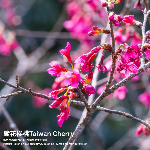 香港賞花2026|全港15大絕美花海懶人包!櫻花/風鈴木提早爆發 附隱世秘境交通