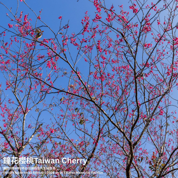 嘉道理農場4大花海盛放！鐘花櫻桃、梅花、吊鐘花點分辨？ 附2月開放日期+交通方法